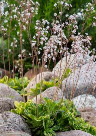 КSAXIFRAGA umbrosa Variegata 
